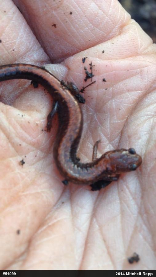 Eastern Red-backed  Salamander
