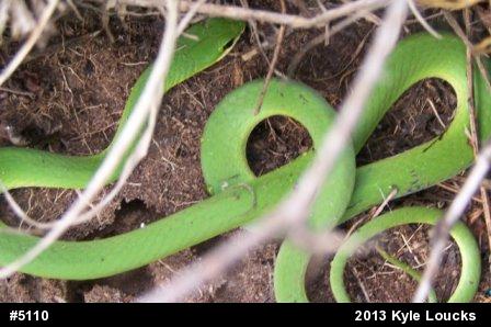 Smooth Greensnake