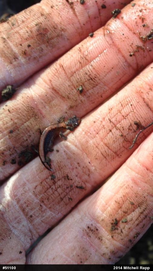 Eastern Red-backed  Salamander