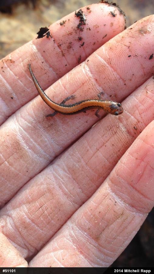Eastern Red-backed  Salamander