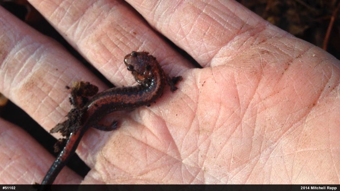 Eastern Red-backed  Salamander