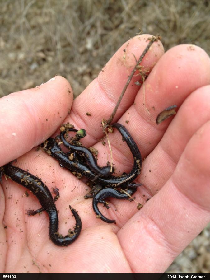 Eastern Red-backed  Salamander