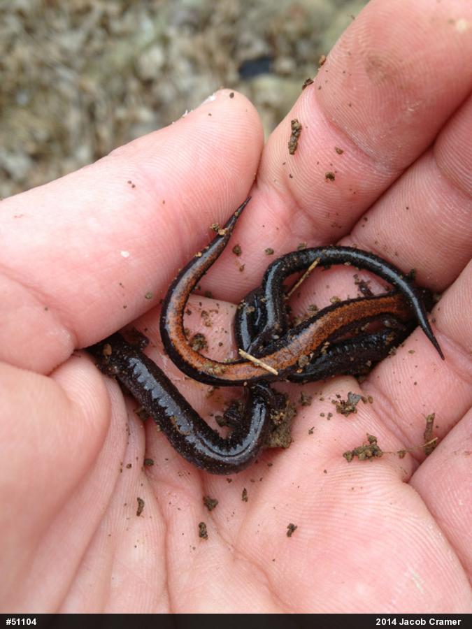 Eastern Red-backed  Salamander