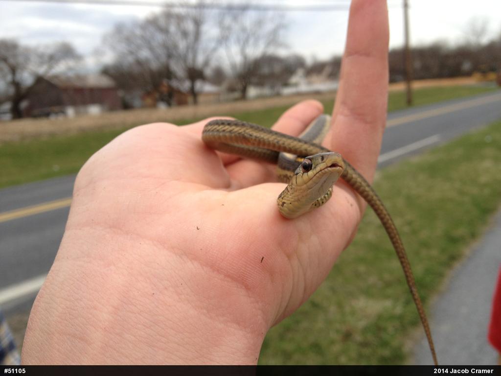 Eastern Gartersnake