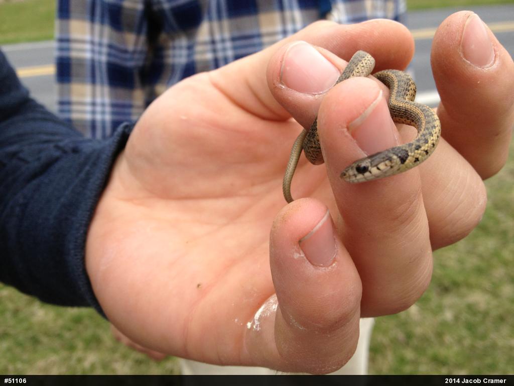 Eastern Gartersnake