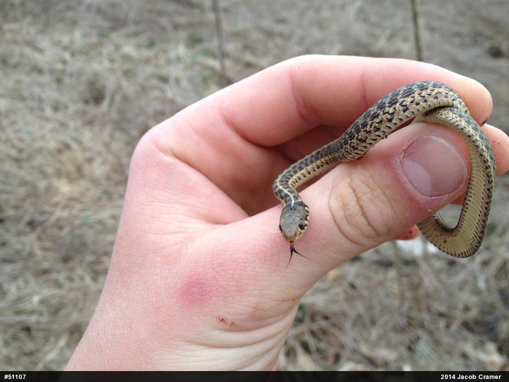 Eastern Gartersnake