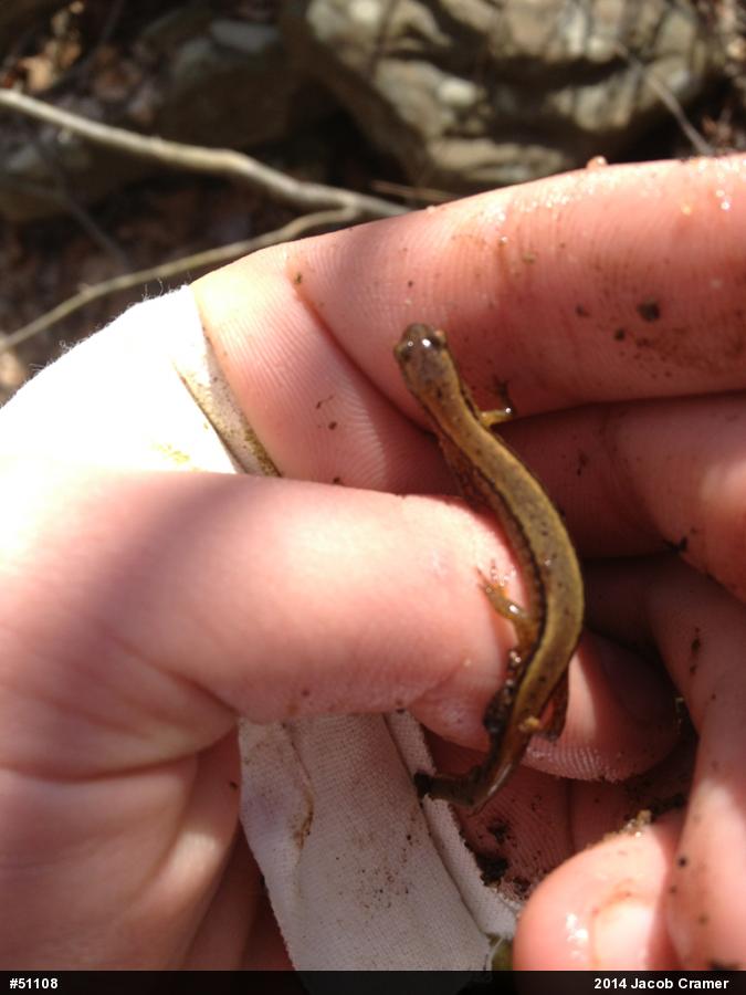 Northern Two-lined Salamander