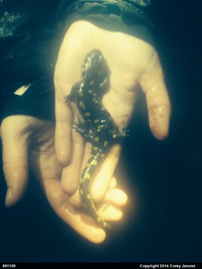 Spotted Salamander