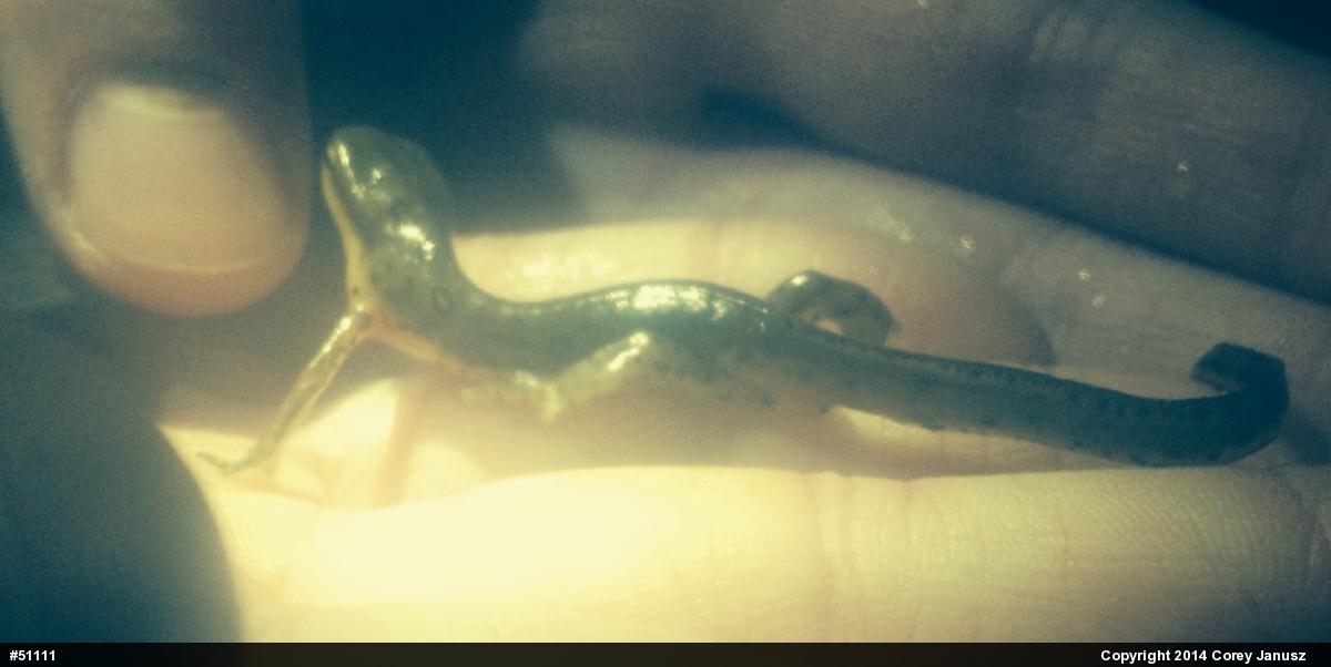 Red-spotted Newt