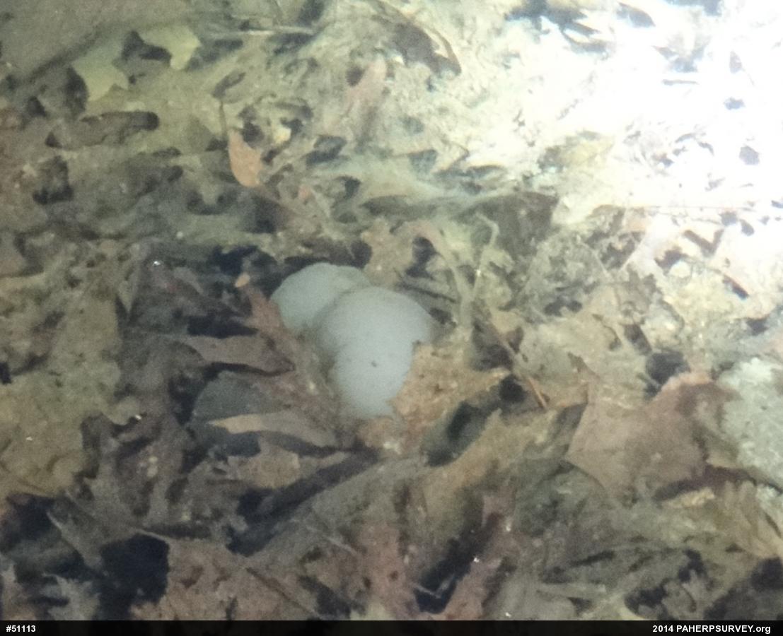 Spotted Salamander