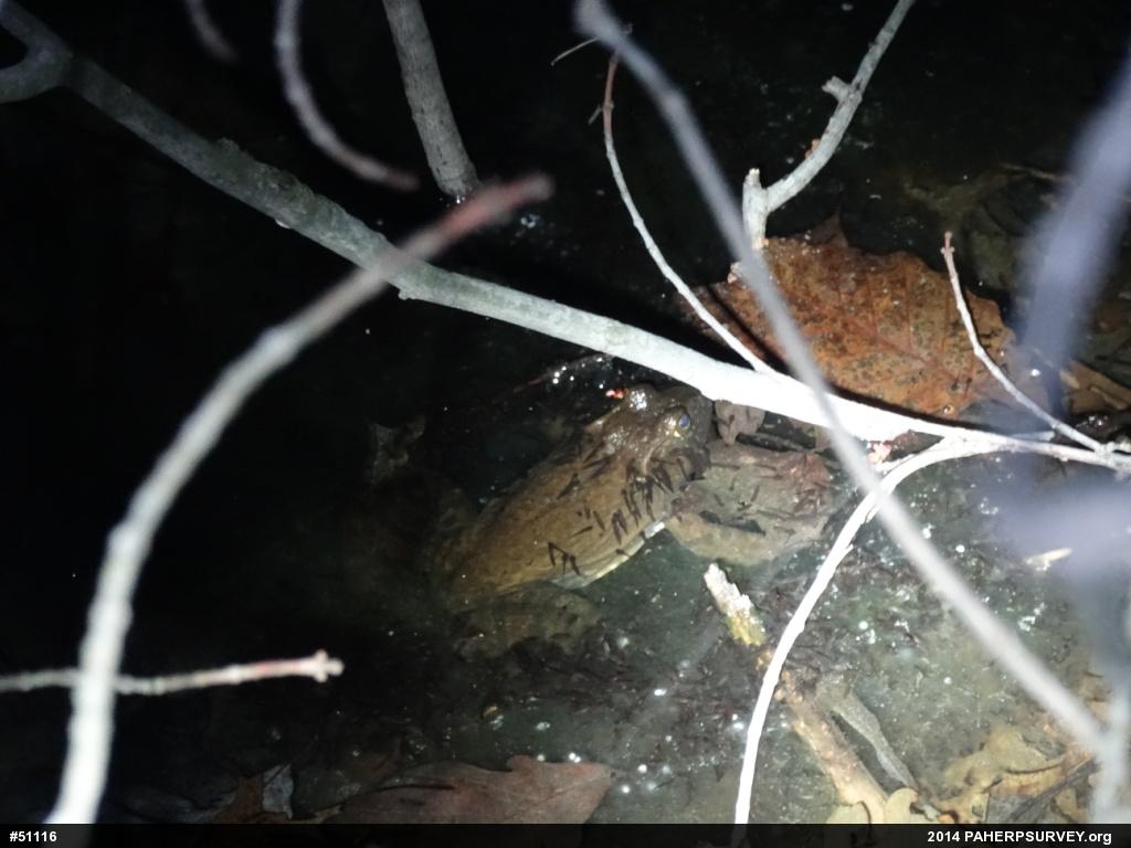 American Bullfrog