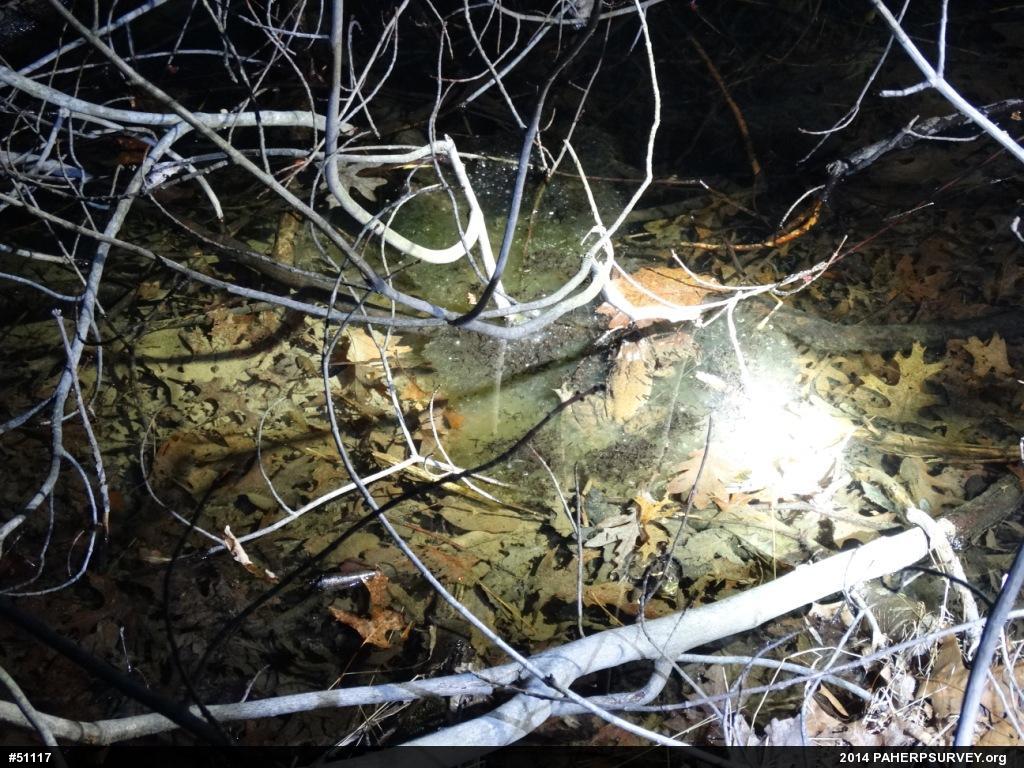 Wood Frog