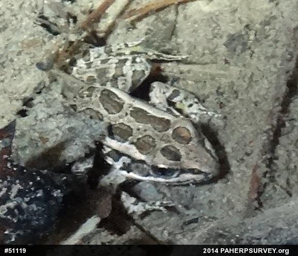 Pickerel Frog