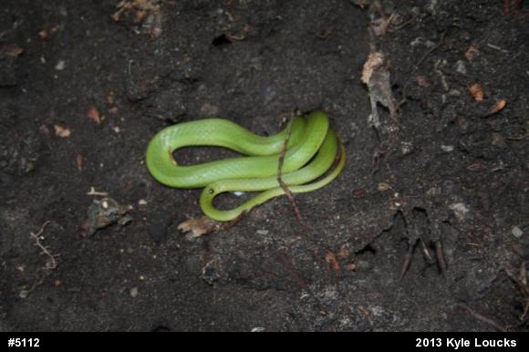 Smooth Greensnake