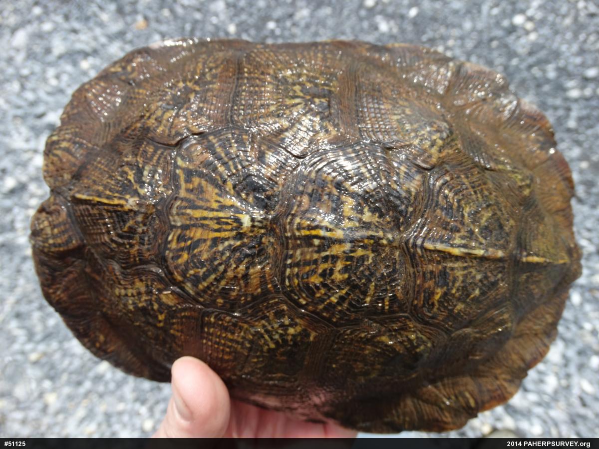 Wood Turtle