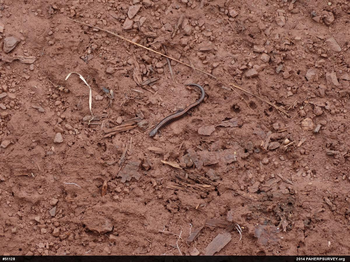 Eastern Red-backed  Salamander