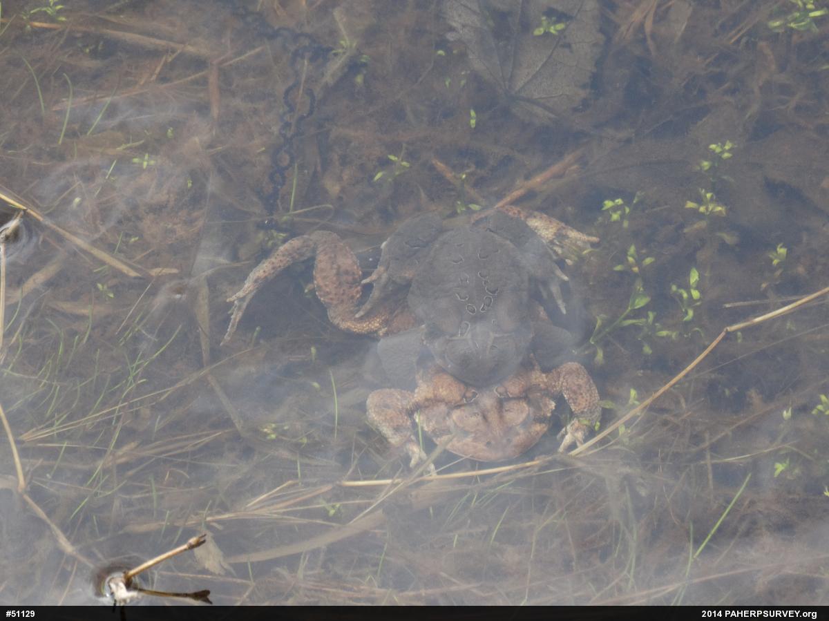 Eastern American Toad