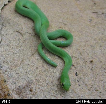 Smooth Greensnake