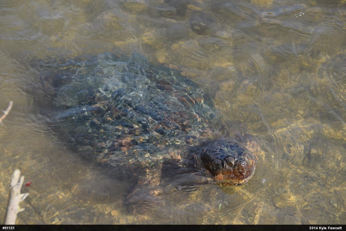 Snapping Turtle