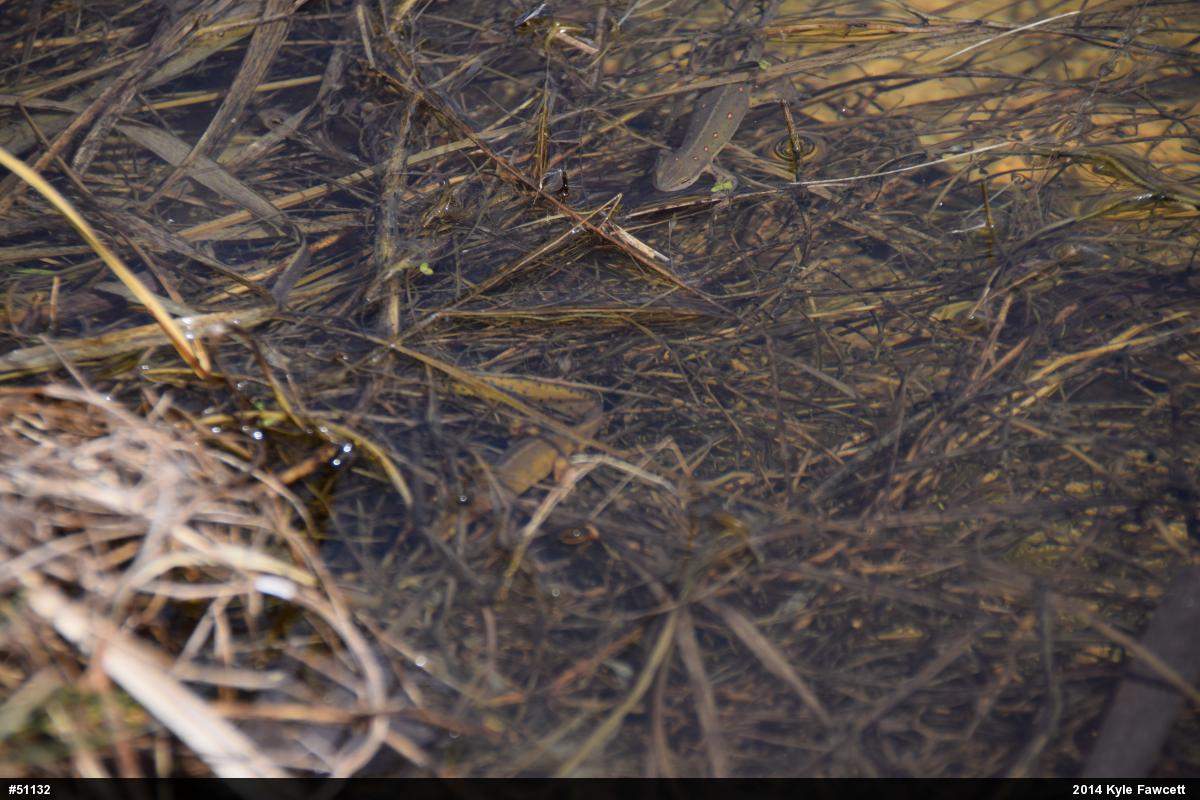 Red-spotted Newt