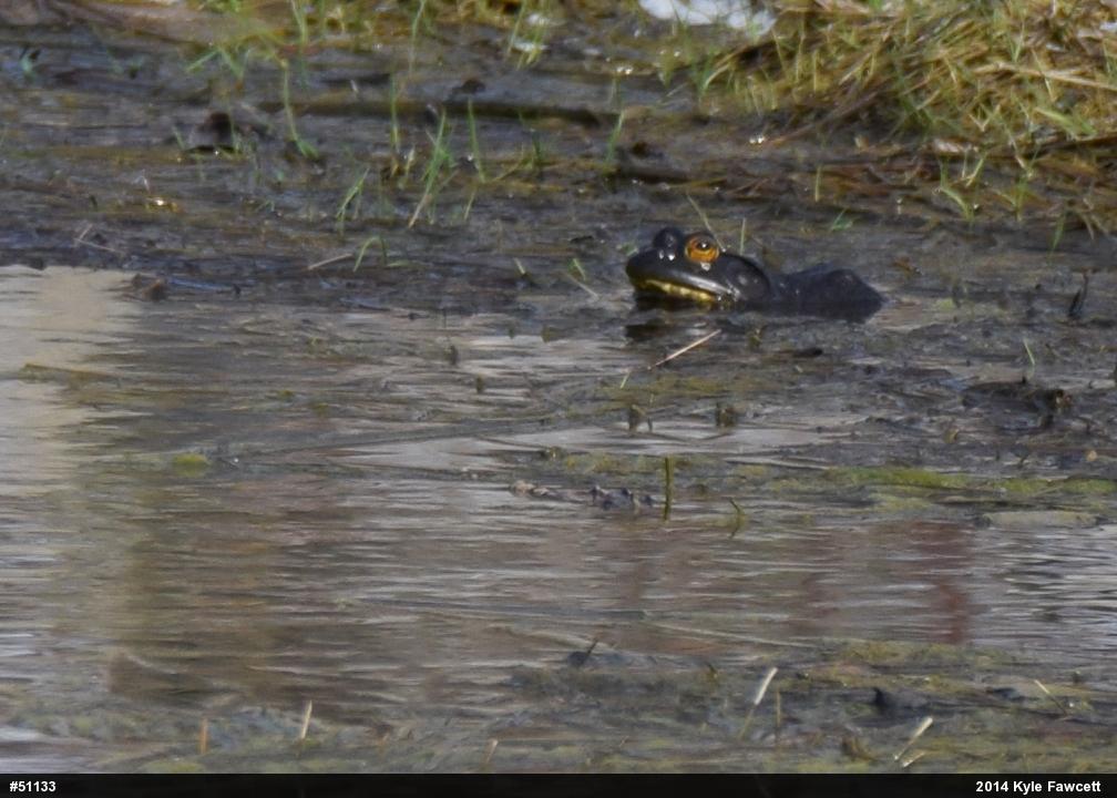 American Bullfrog