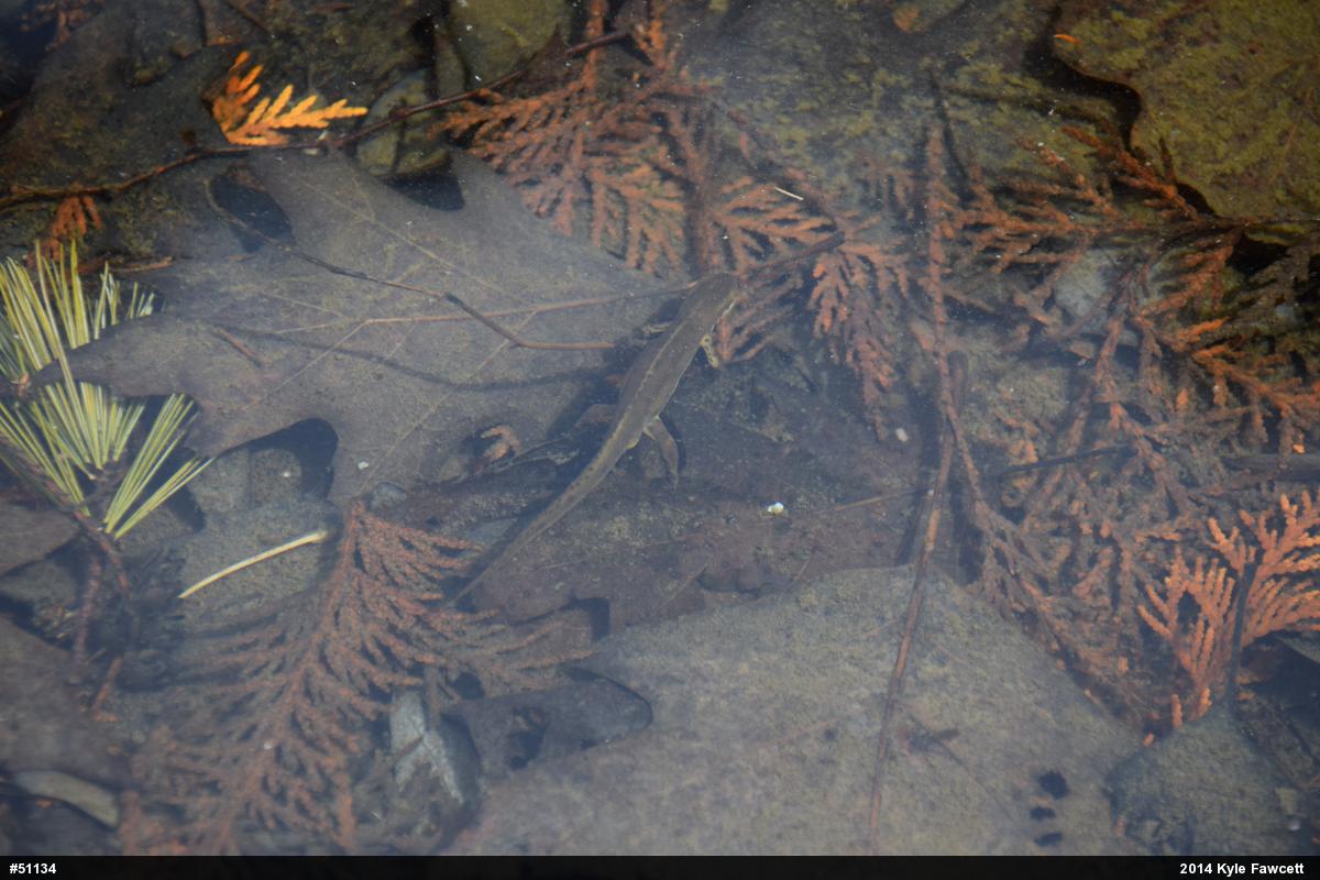 Red-spotted Newt