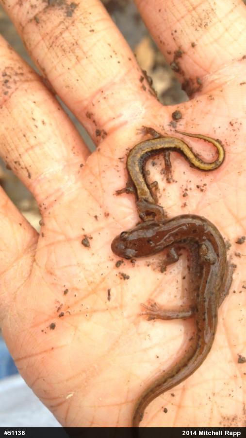 Northern Dusky Salamander