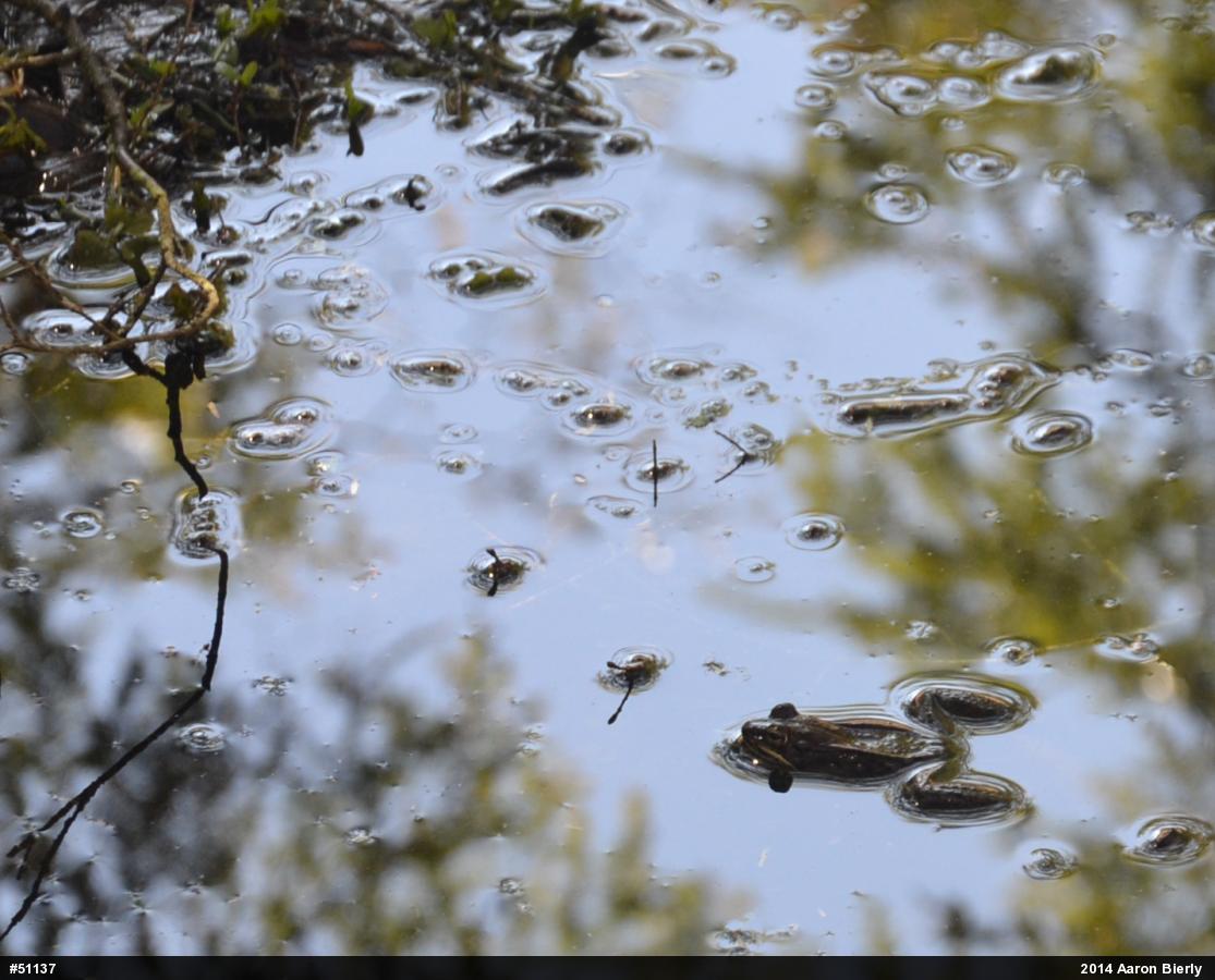 Wood Frog