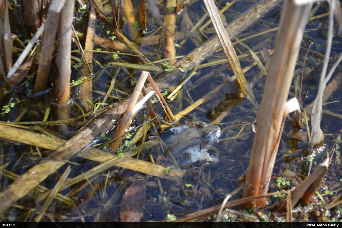 Wood Frog