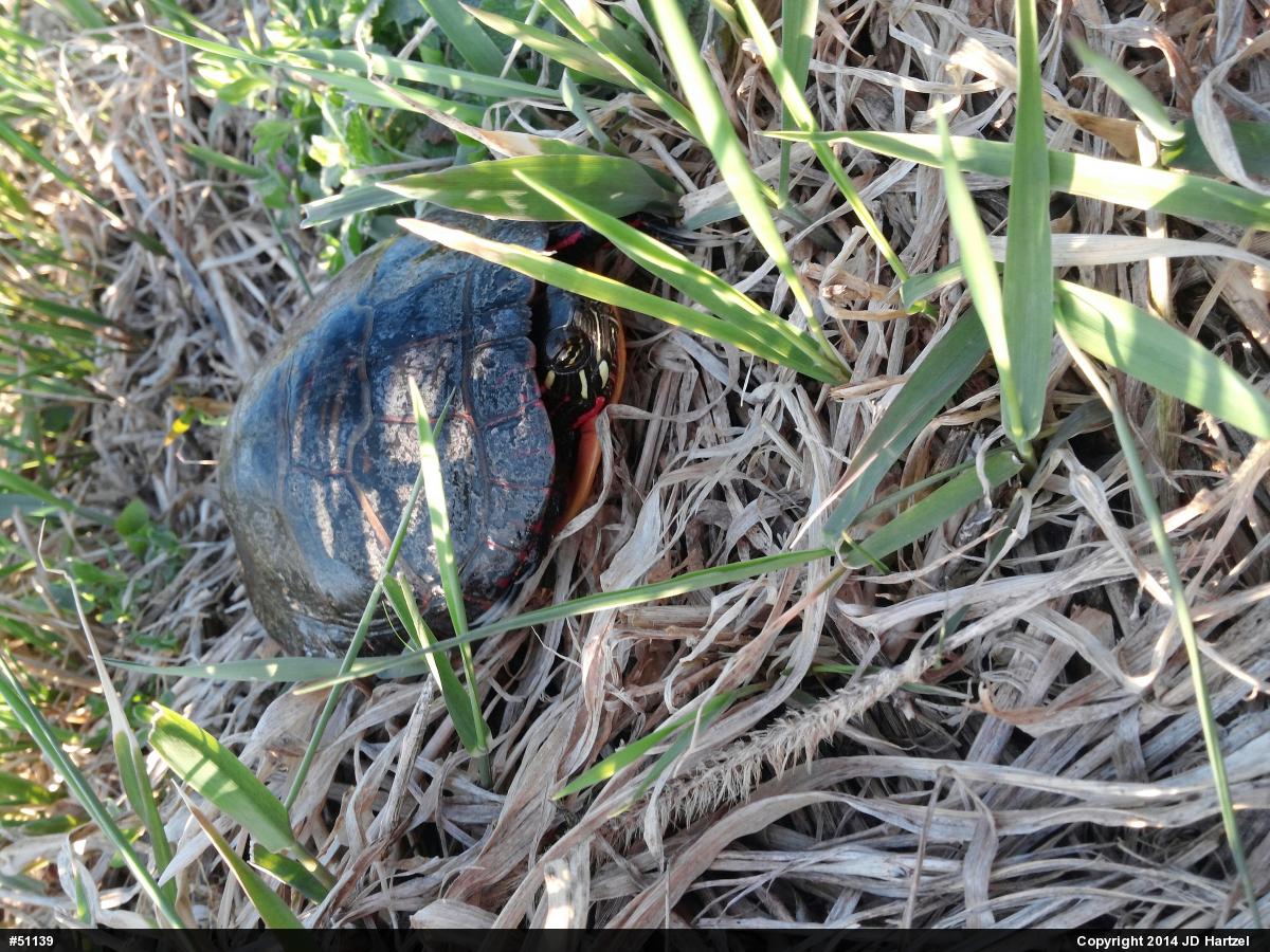 Painted Turtle