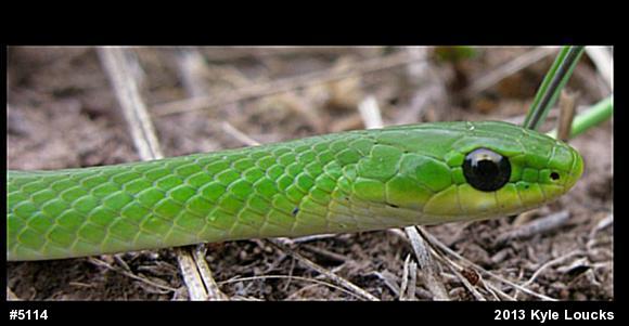 Smooth Greensnake