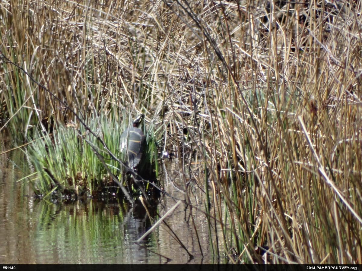 Eastern Painted Turtle