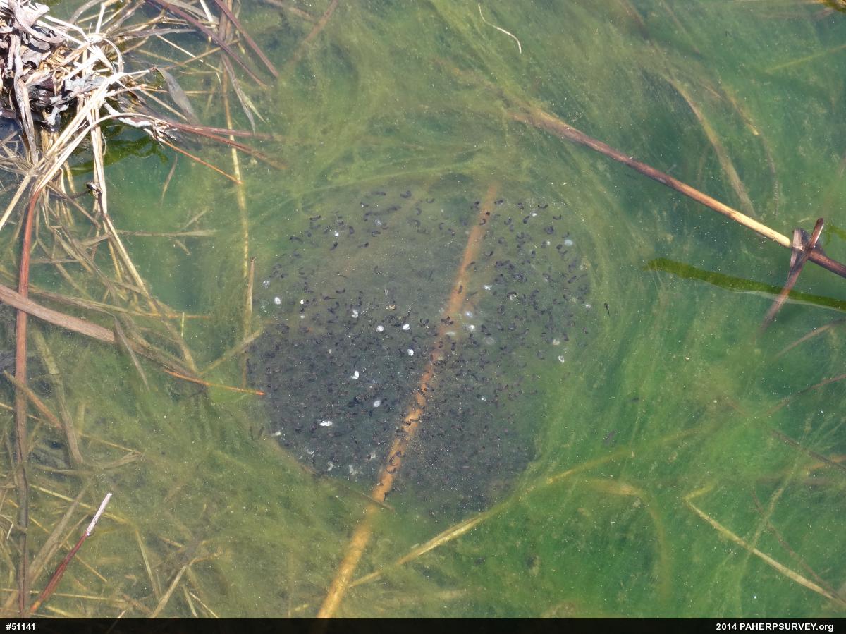 Wood Frog