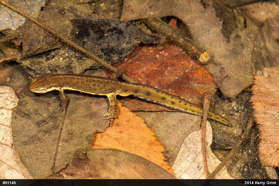 Red-spotted Newt
