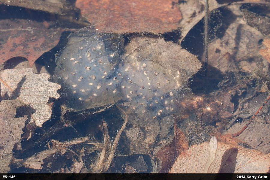 Spotted Salamander