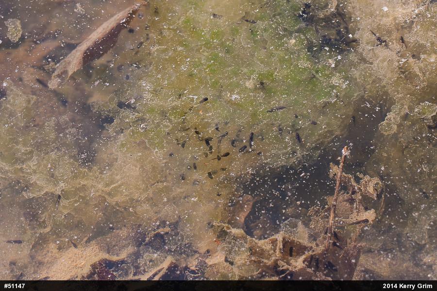 Wood Frog