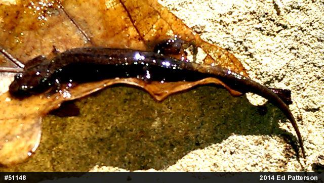 Allegheny Mountain Dusky Salamander