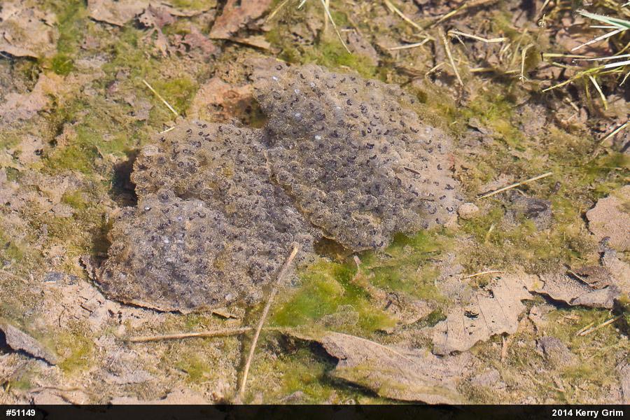 Wood Frog