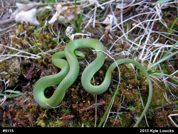 Smooth Greensnake