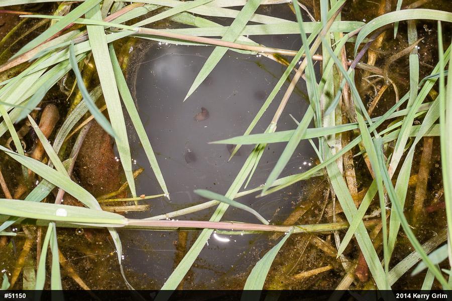 Spotted Salamander
