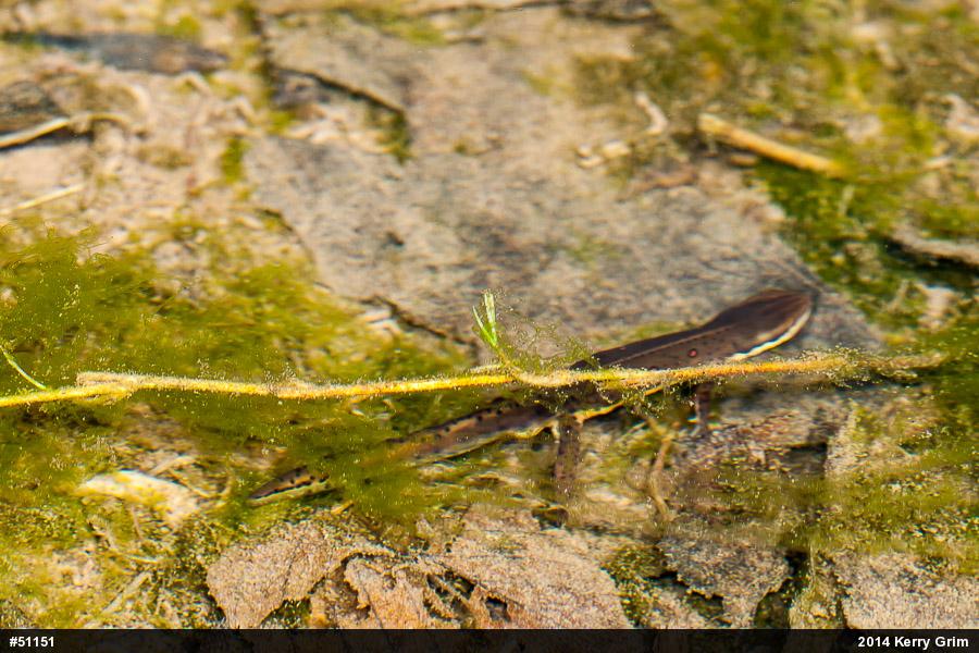 Red-spotted Newt