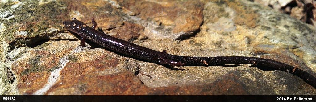 Valley And Ridge Salamander
