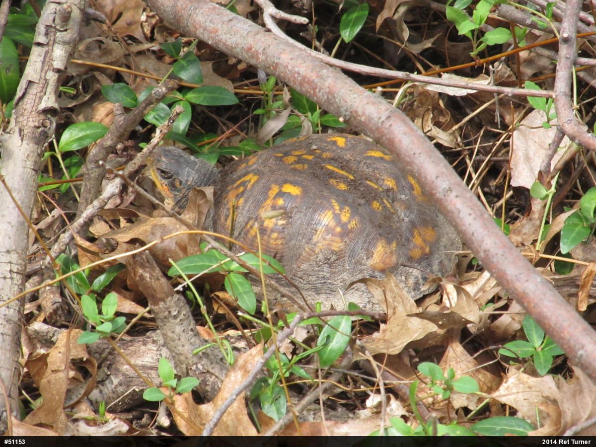 Eastern Box Turtle