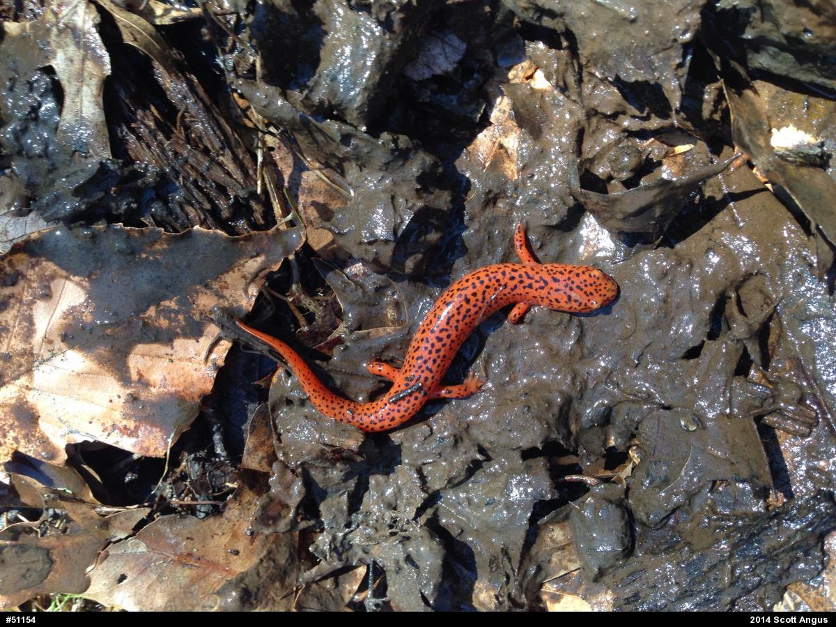 Northern Red Salamander