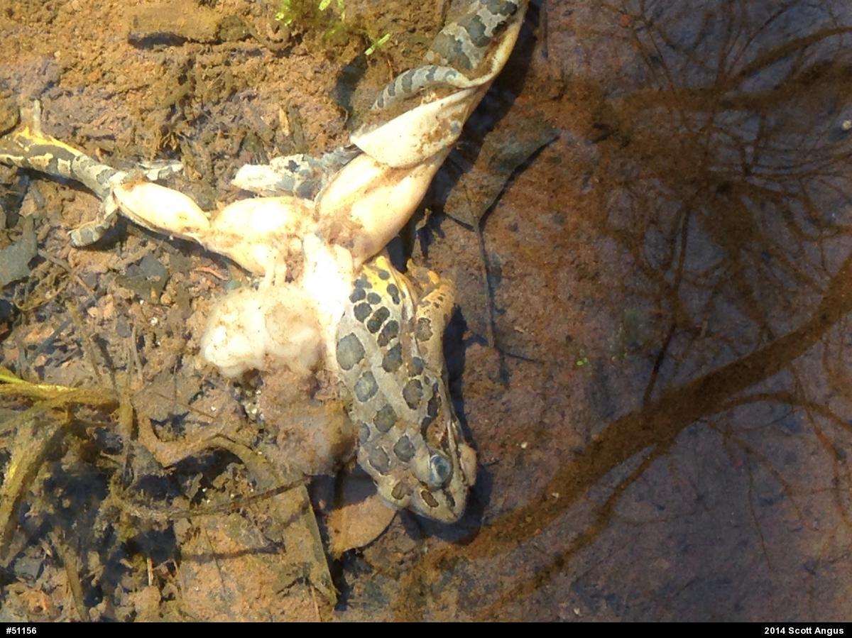 Pickerel Frog