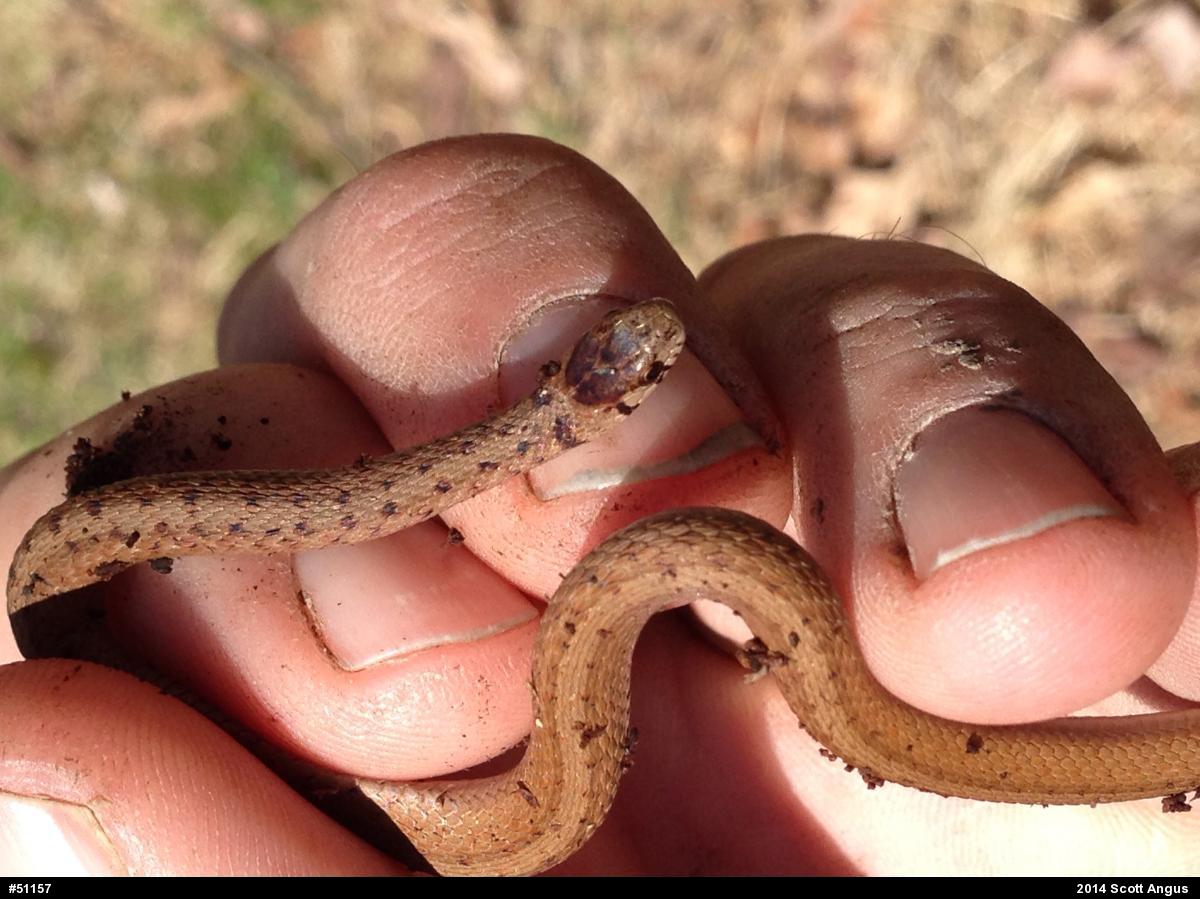 Dekay's Brownsnake