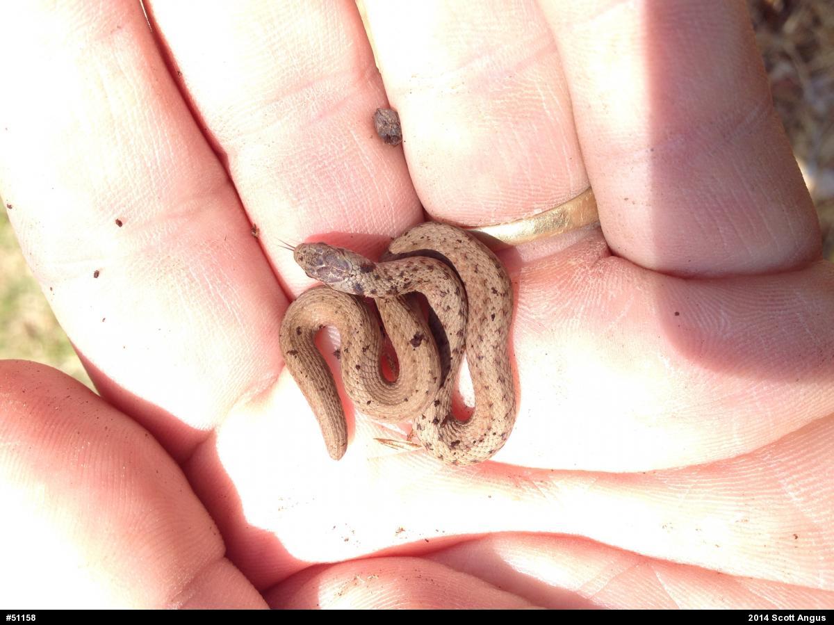 Dekay's Brownsnake
