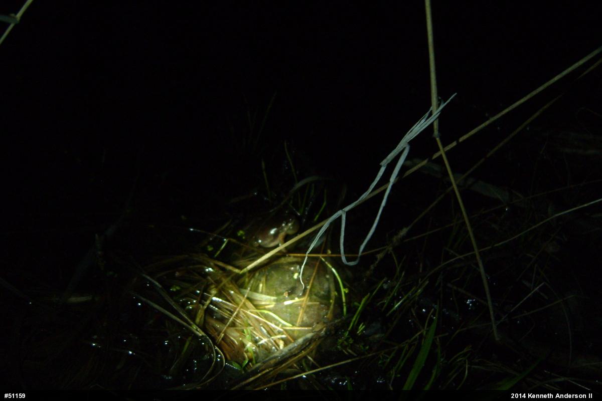Spring Peeper
