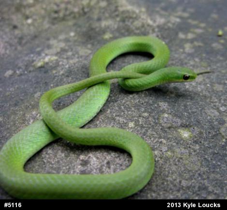Smooth Greensnake