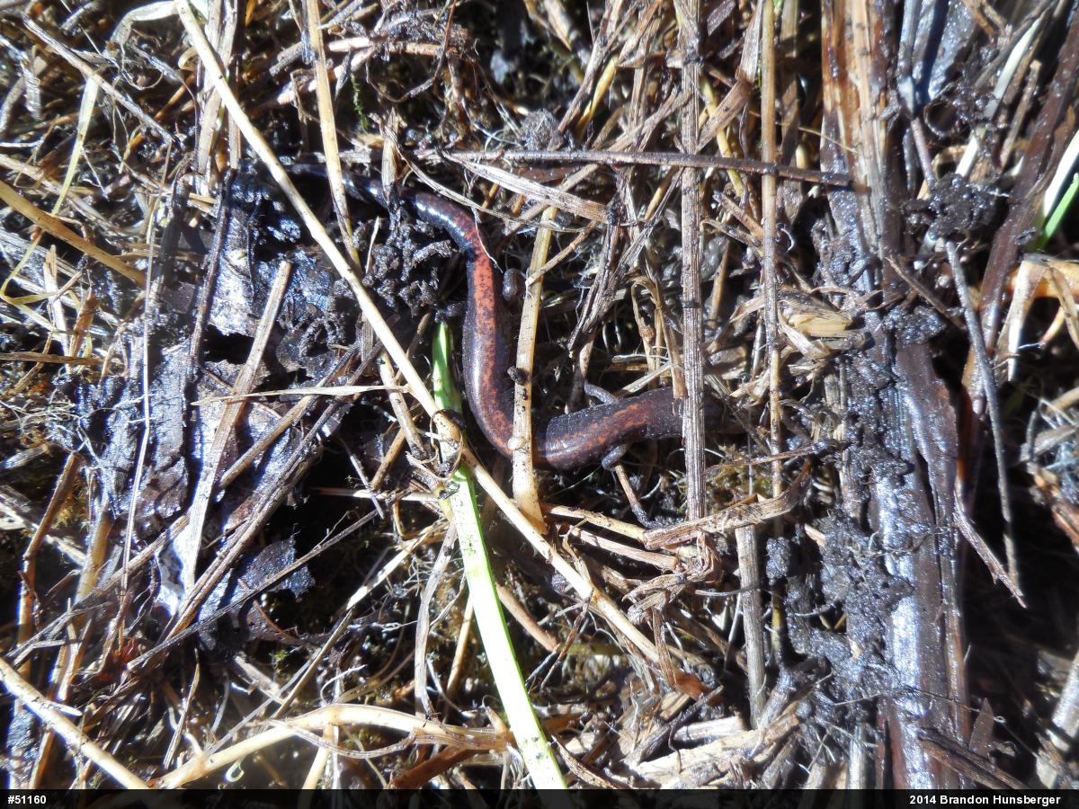 Eastern Red-backed  Salamander
